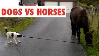 Dogs Vs Horses | Funny Pet Video Compilation 2017