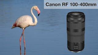 Canon RF100-400 f/5.6-8 - Langzeiterfahrungen Tierfotografie