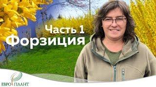 Цветущие кустарники которые не радуют.Часть 1. Форзиция