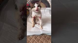 OMG! I'm so sorry for this cat | his leg was injured so badly