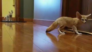 Fennec Fox are CRAZY: Screamin' and Scratchin'