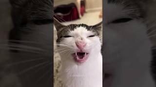 #60 Cute Cat videos  #fails #funny #moments #reels