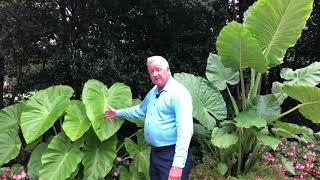 In the Garden With Dave: Elephant Ears