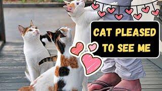 Adorable Ways Cats Greet Humans (And What It Means!)