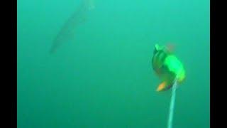 Pike attacks Water Wolf camera while trolling 4D Line Thru Perch