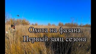 Охота на фазана 5 ноября 2023 года. Коллективный выезд. Добыт первый заяц этого сезона.