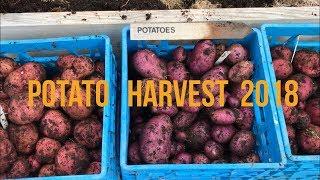 Potato Harvest 2018