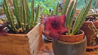 Stapelia gigantea with a huge stinky flower June 2024