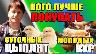 Кого ЛУЧШЕ КУПИТЬ цыплят или молодых кур?