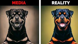 How the Media Turned Rottweilers into Public Enemies: Exposing the Fear-Mongering Lies