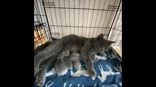 Scottish fold cat straight ears gave birth four hours ago five pedigree kittens