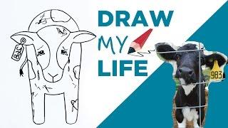 Draw My Life  A Cow in Today's Dairy Industry