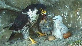 Peregrine falcon parent and child『隼・親と子』