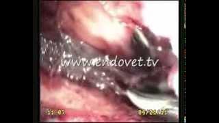 Thoracoscopy in a cat . Fibrosis pleuritis .  www.endovet.tv