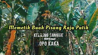 Memetik Buah Pisang Raja Putih - Keliling Sangihe Bersama Opo Kaka