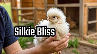 Silkie Chicken Care: Expert Tips for Happy Hens