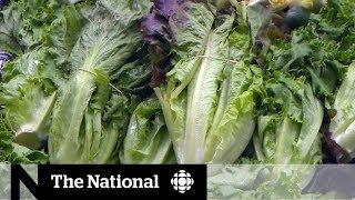 Avoid romaine lettuce amid E. coli outbreak, health officials warn