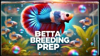 How to Prepare and Condition Male Betta Fish for Successful Breeding