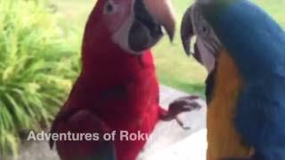 Macaws Screaming