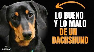 DACHSHUND (PERRO SALCHICHA): VENTAJAS Y DESVENTAJAS de tener uno.