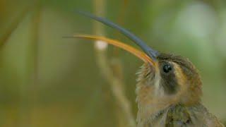 Long-billed Hermits Duel