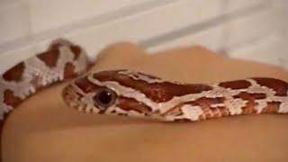 Baby corn snake unboxing