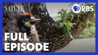 Woodpeckers: The Hole Story | Full Episode | NATURE | PBS