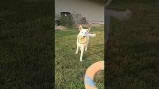 Yard time with Kodi the White German Shepard  | ️ | Pet Friendly