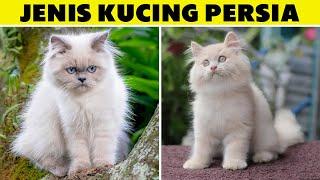 4 Jenis Kucing Persia Paling Populer, Kenali Ciri Fisik dan Harganya