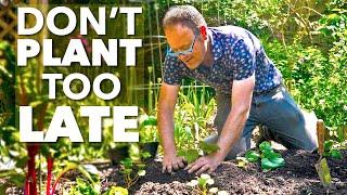 Early Summer Planting Tips:️ The BIG Plant Out! 