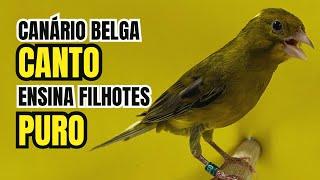 CANTO puro de CANÁRIO BELGA para ENSINAR filhotes