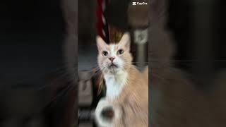 Funny cat videos SUBSCRIBE #cat #funnycats #catshorts