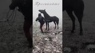 Обучение лошадей Кабардинской породы МашАллах