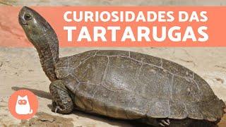 10 CURIOSIDADES sobre TARTARUGAS que você não sabia