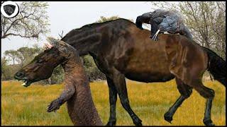 Wild horse Is Suddenly Assaulted By Komodo While Traveling Through Komodo Territory