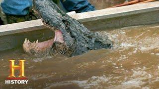 Swamp People: Troy's GIANT GATOR CATCH Ends the Hunt (Season 8) | History