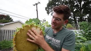 Drying Sunflower Heads How an Amish Farmer Taught Me