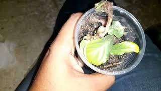 Growing Mussaenda (Ashanti Blood) Plant From Cuttings