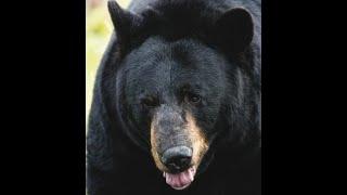 Adam Phipps Frightening Black Bear Attack