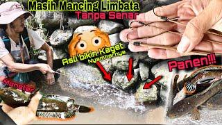 Ide Baru Mancing Channa Limbata tanpa menggunakan senar, seru sekali dapat melimpah !!!