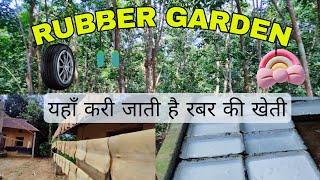 Rubber Garden || How to prepare the Raw Rubber || Rubber Plant