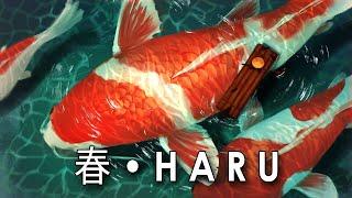 HARU 「 春 」️ Japanese Lofi Hip Hop Music by Vindu ️ looping beat to relax & study to