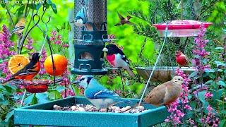 LIVE Cottage Garden Bird Feeder: Woodpeckers, Hummingbirds, Cardinals and baby fledgling birds!