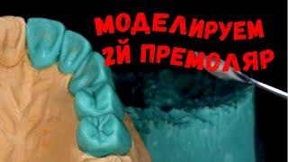 Как моделировать зубы? Моделировка премоляра верхней челюсти. Зубной техник. Изготовление зубов.