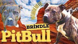 Brindle Pitbull Dog: Breed Info, Pictures, Personality & Facts