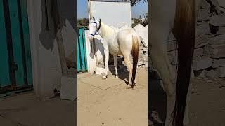 Rupal stud farm for sell Laxmi 59 height mo9724588670