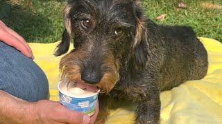 How Dachshund Teddy survives the heat 