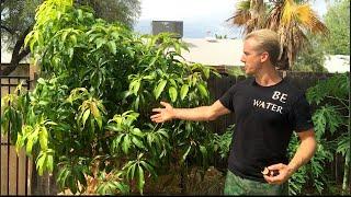 Amazing Phoenix, Arizona Fruit Trees in 115 Degree Heat