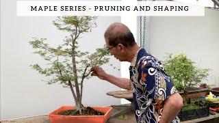 Maple Series - Part II - Pruning & Shaping