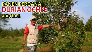 Penasaran, Apakah Durian Duri Hitam (Ochee) di Indonesia Rasanya Juga Istimewa?